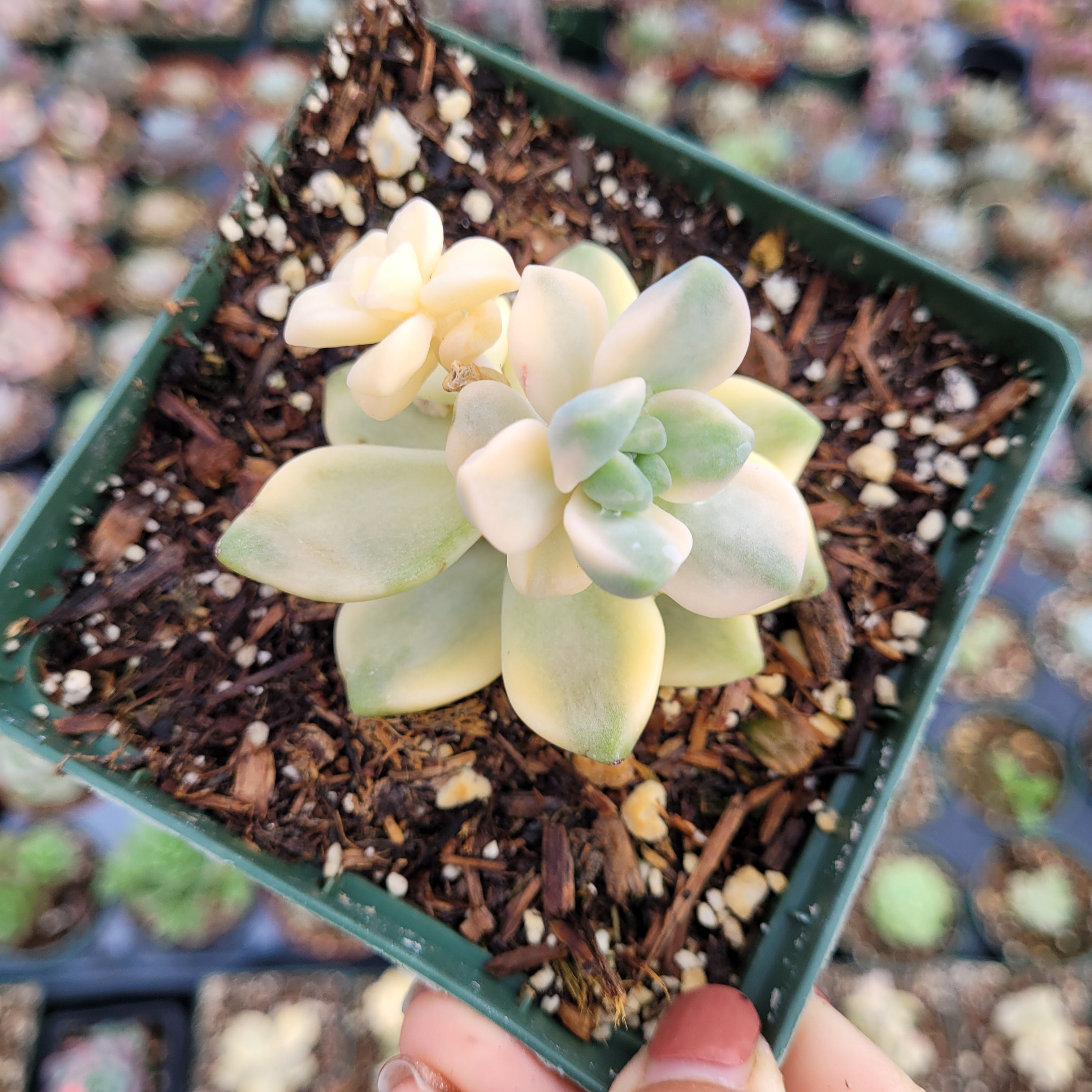 Graptoveria Torres Aurea Variegated (Free Priority Shipping) - n12 - Rare Succulent - Live Plant - top Rooted