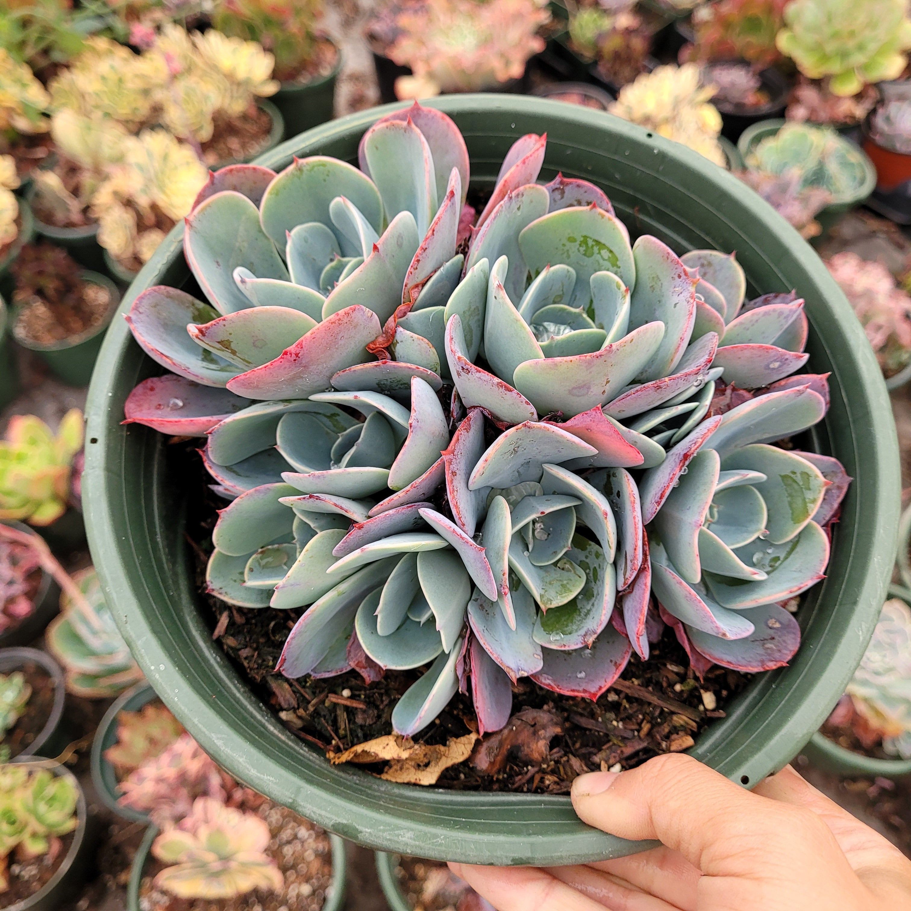 Echeveria Blue shops Sky Rare Korean Succulent