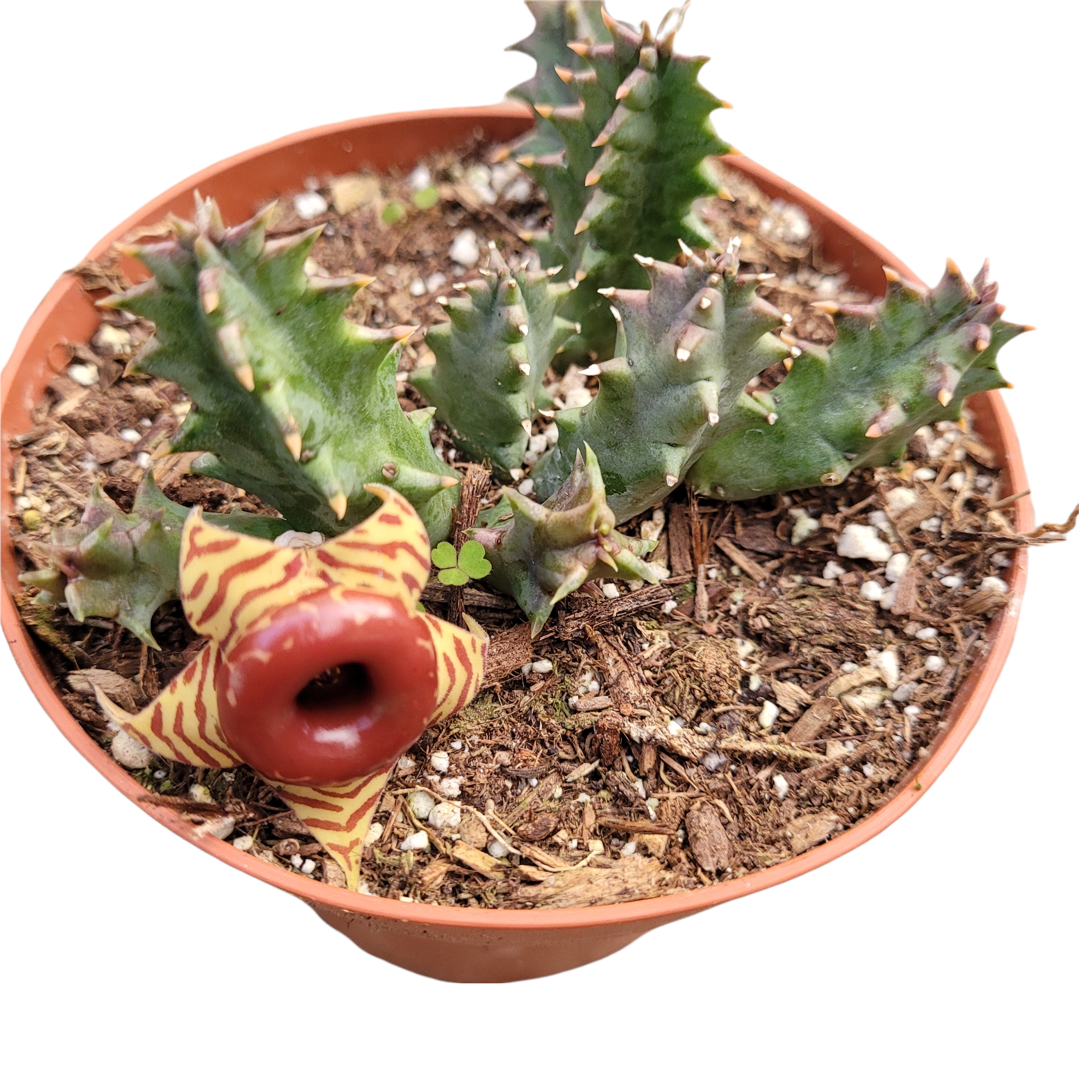  Lifesaver Huernia Zebrina, confusa Phillips, Starfish Stapelia  Plant Known as Starfish Cactus, Live in a 4 inch Pot by BubbleBlooms