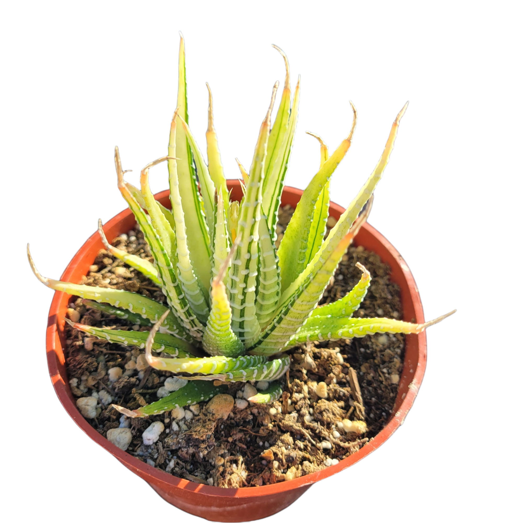 Haworthia shops attenuata variegated