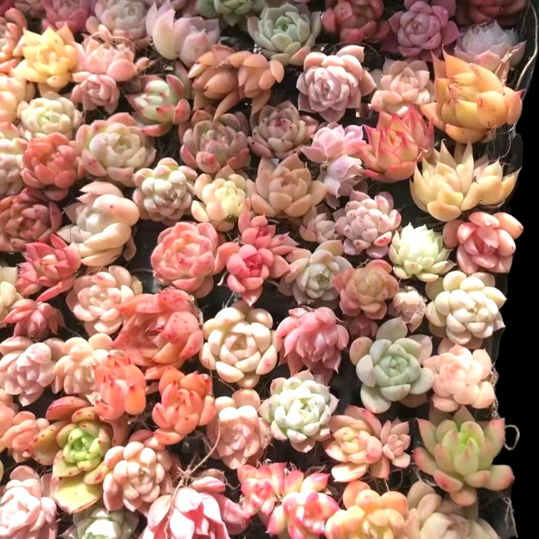 Assorted Mini Cactus Collection – Shop Succulents
