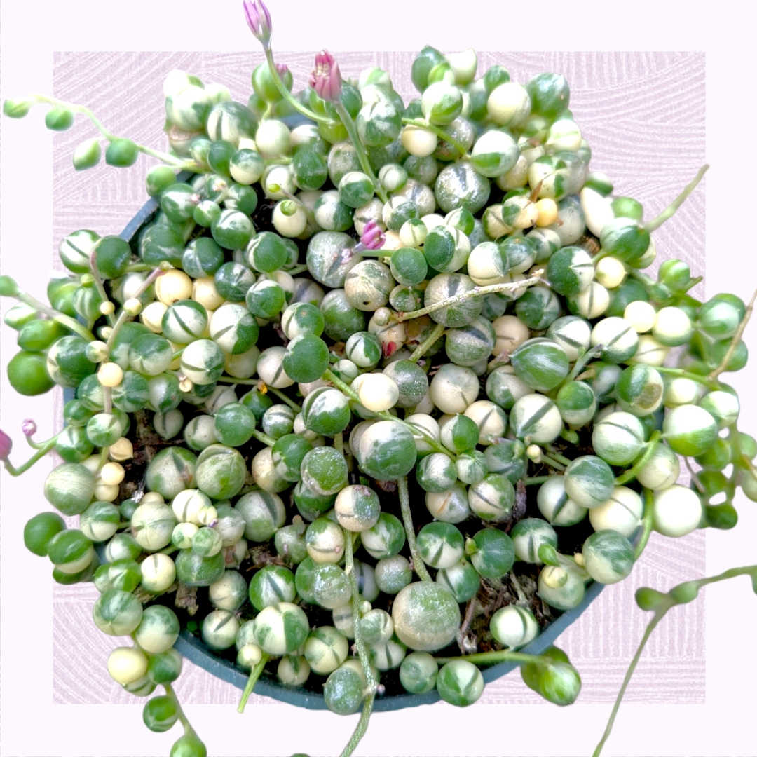 How to Care for String of Pearls Plants - A Beautiful Mess