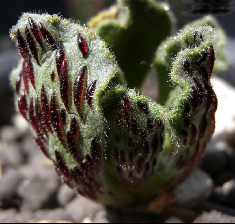 Aeonium Smithii