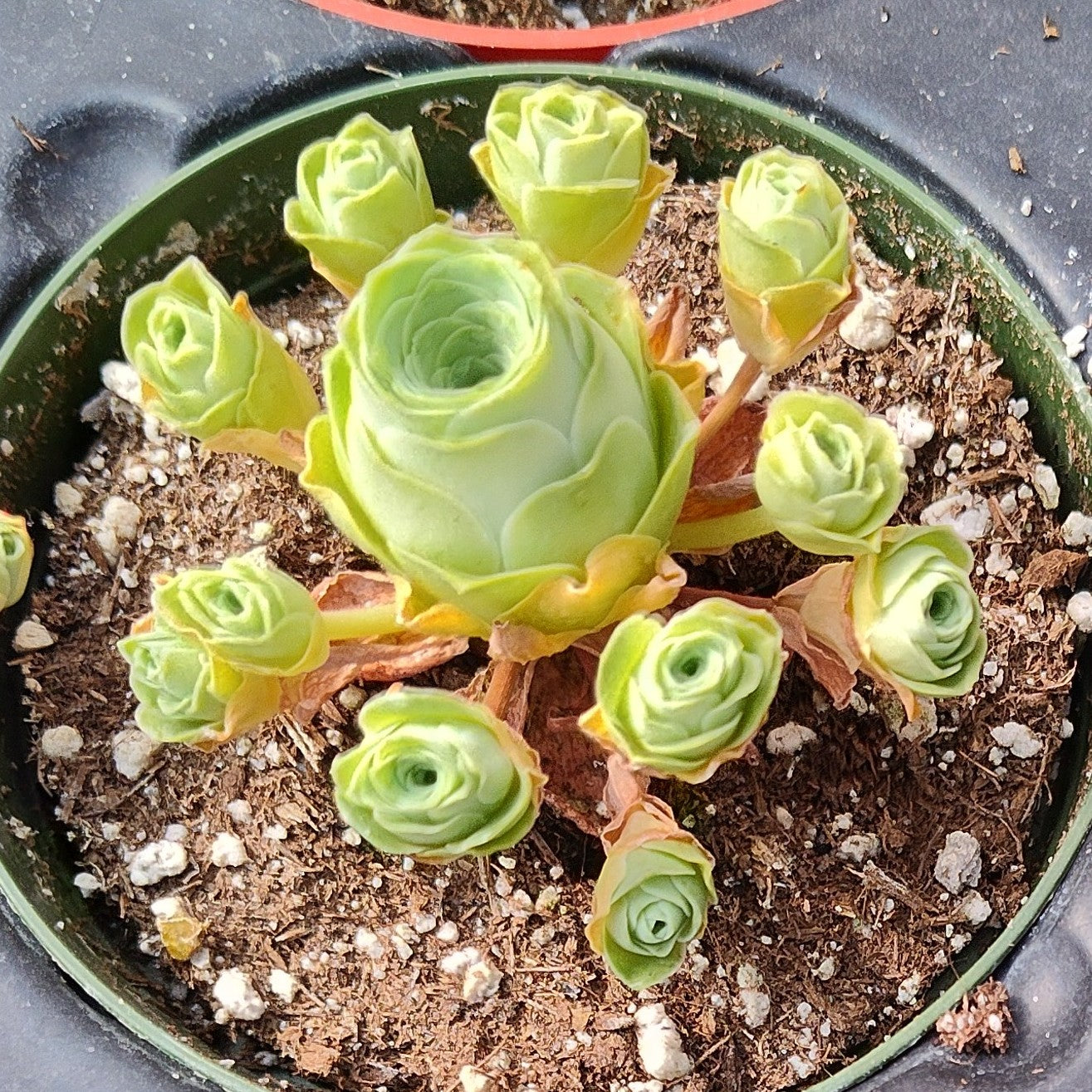 Greenovia dodrentalis Mountain Rose [Dormant in Summer]