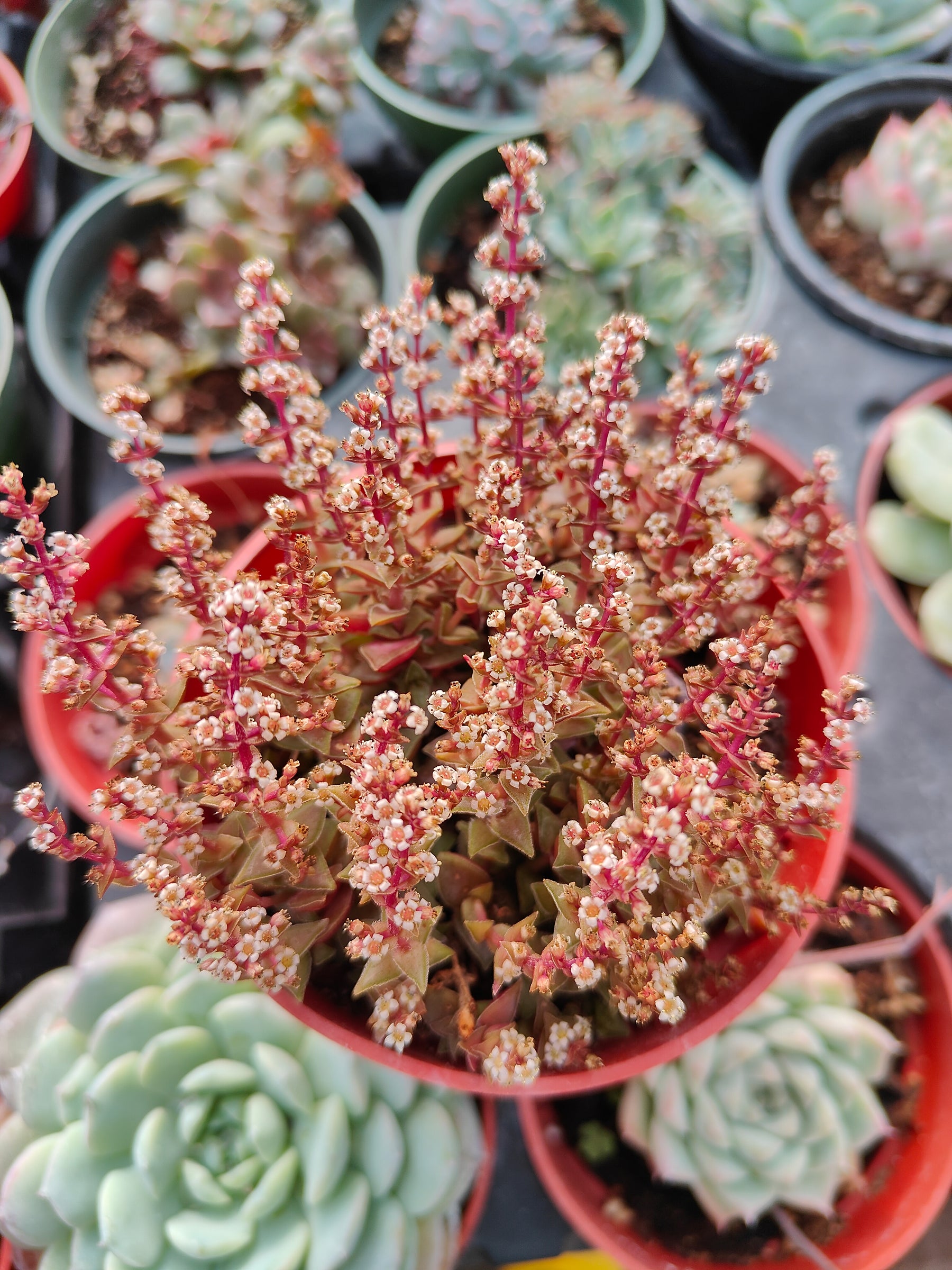 Crassula capitella ssp. thyrsiflora 'Pagoda Village'