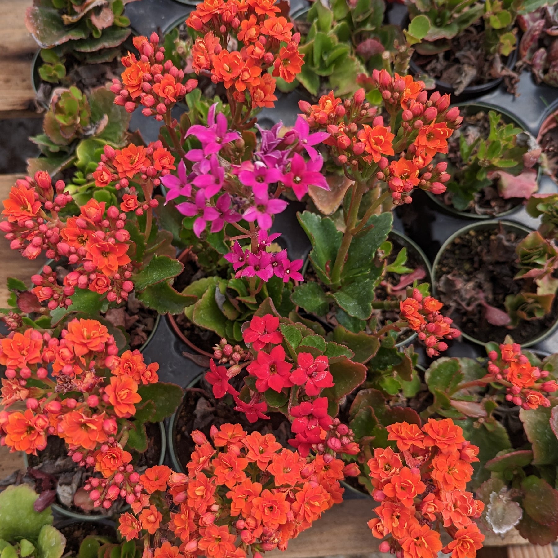 red kalanchoe plant