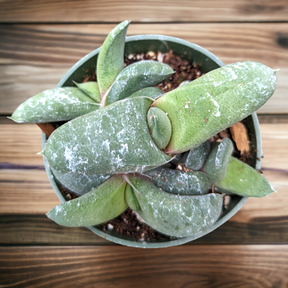 Gasteria glomerata - Ox Tongue