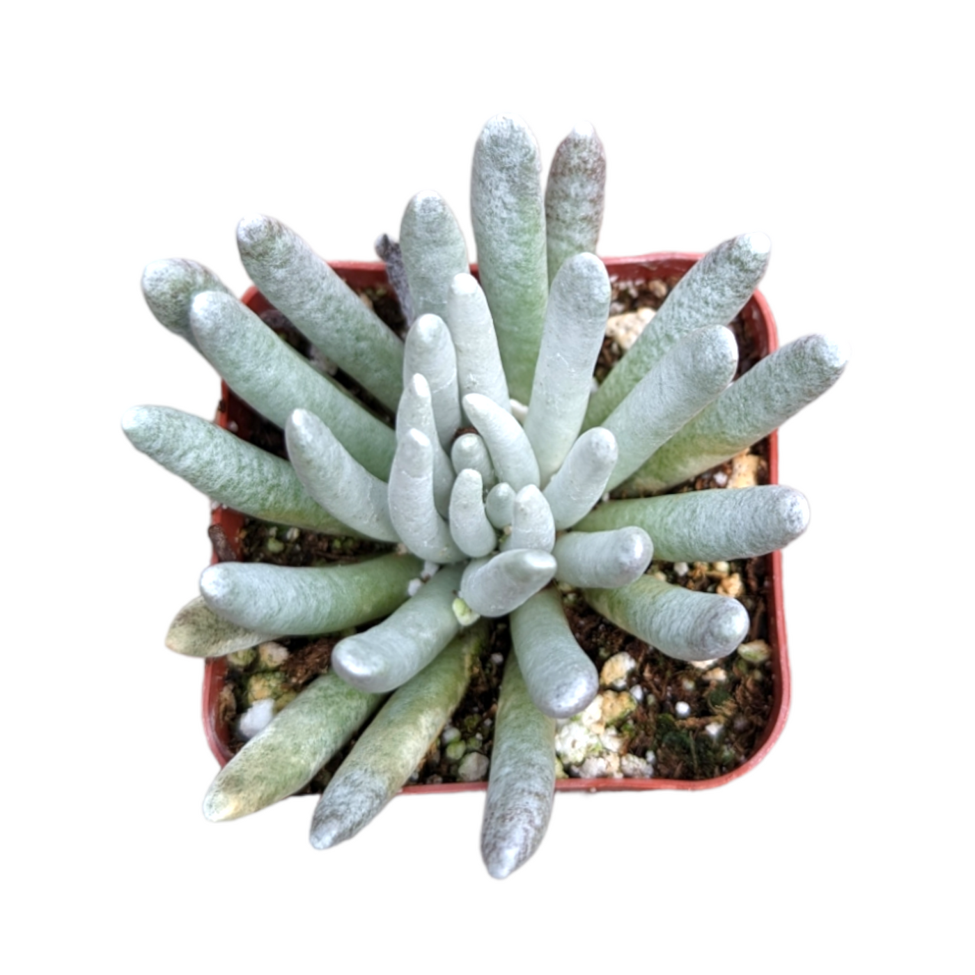 Senecio scaposus - Succulents Depot