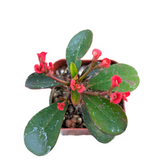 Crown of Thorns - Euphorbia milii