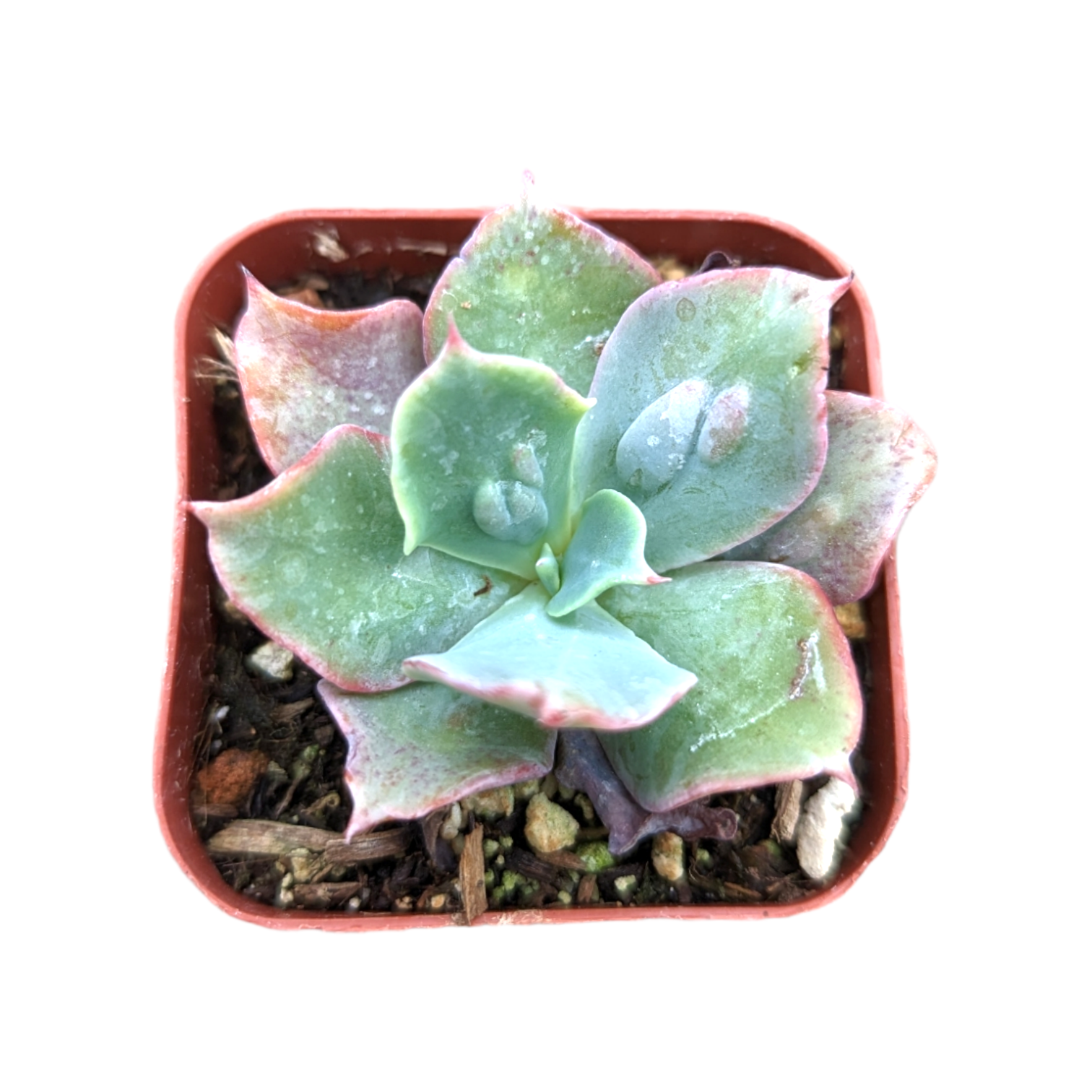 Echeveria 'Culibra'