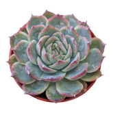 Echeveria 'Pink Crystal'