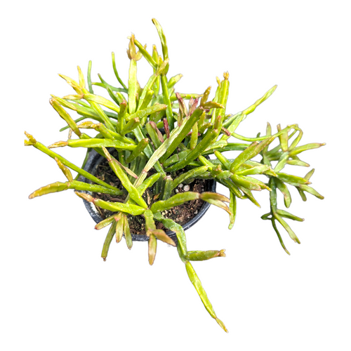 Rhipsalis Sulcata