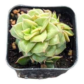 Echeveria  'Gold Frame'