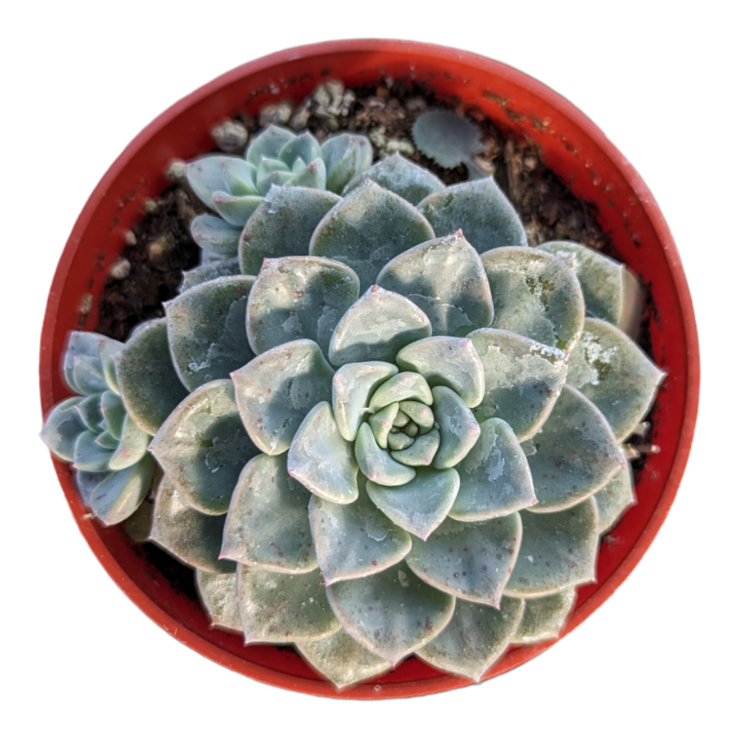 Echeveria Tinkerbell