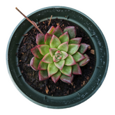 Echeveria firefly