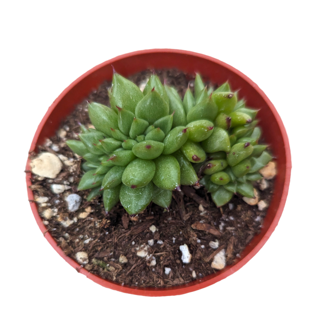 Echeveria agavoides 'Ebony' Crest