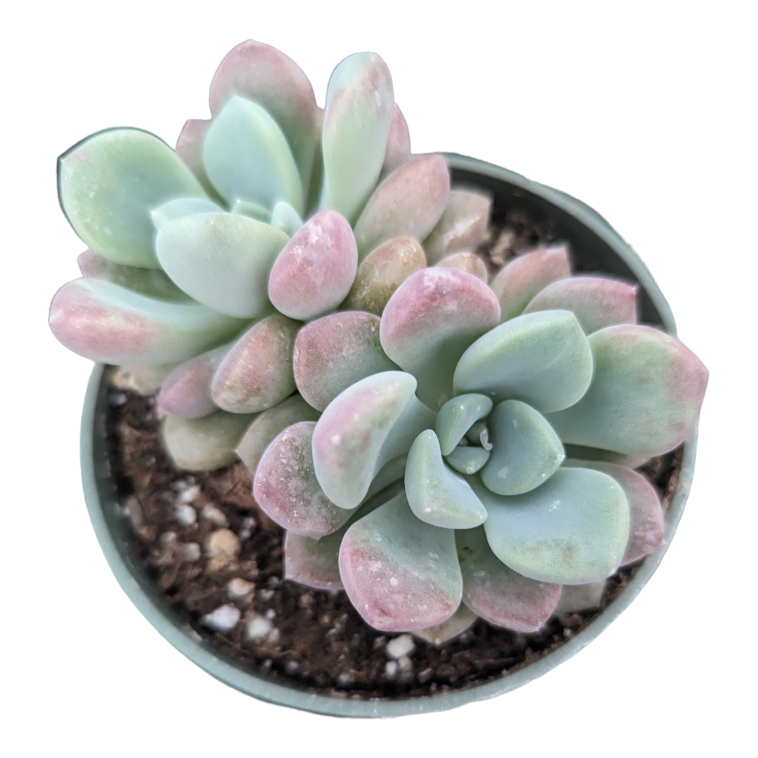 Echeveria Spotted Deer