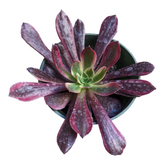 Aeonium Eden