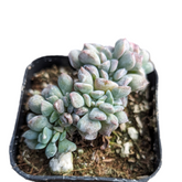 Echeveria 'Cubic Frost' Crest