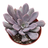 Echeveria Cupid