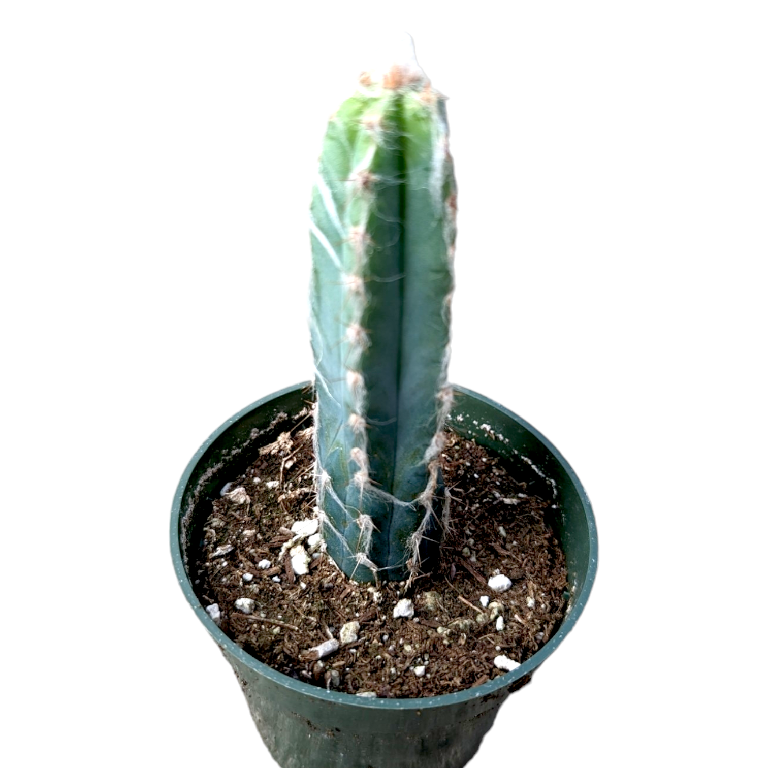 Pilosocereus cephalocereus palmeri