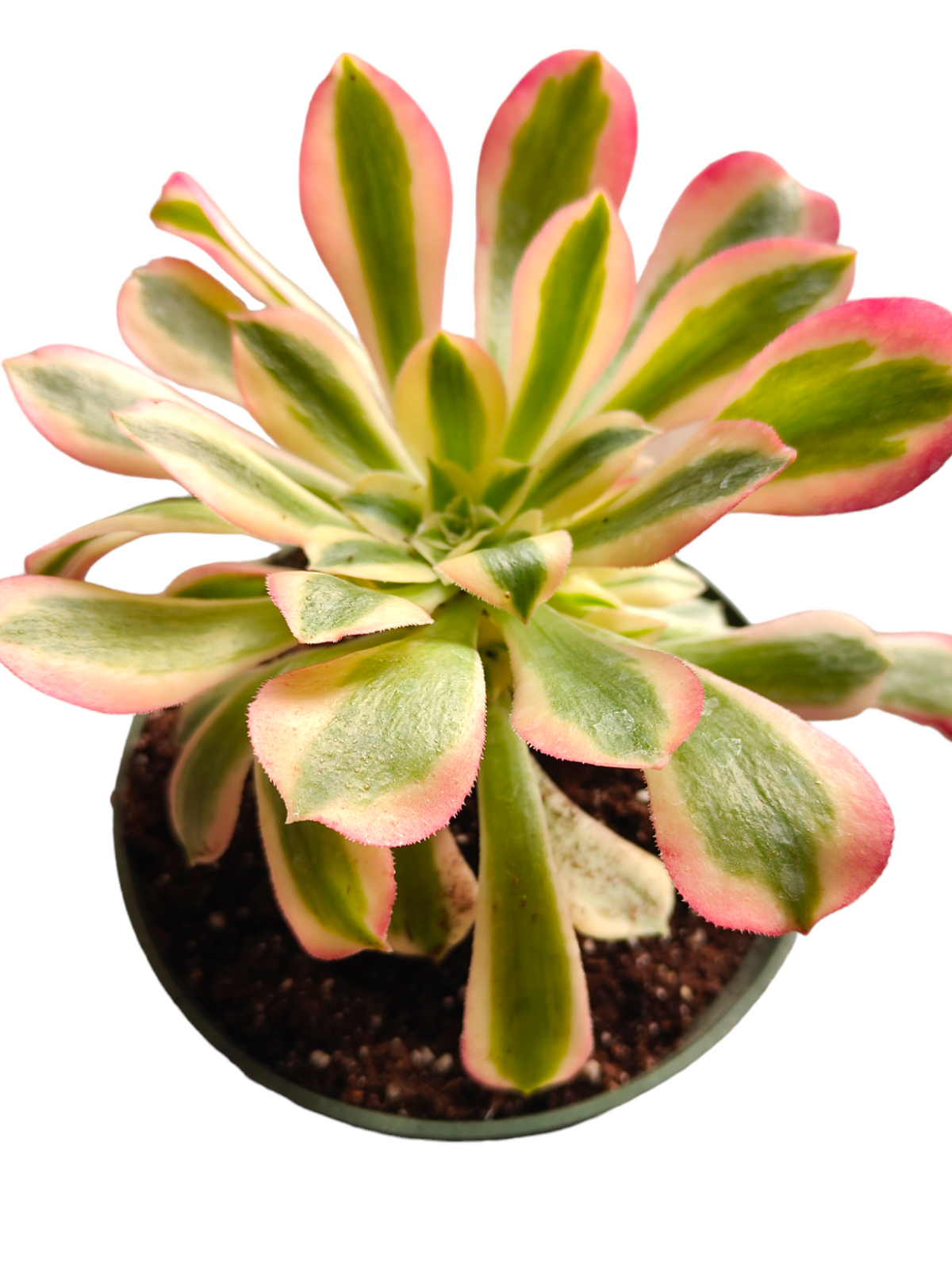 Aeonium Pink Witch