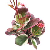 Kalanchoe Bryophyllum Fedtschenkoi

'Creamed Scallops'