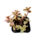 SunSparkler® Sedum 'Wildfire' - Succulents Depot