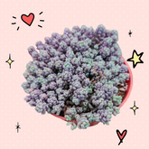 Sedum dasyphyllum 'Corsican Stonecrop'