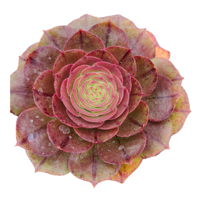 Aeonium 'Madeira rose'