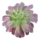 Aeonium 'Ink painting'