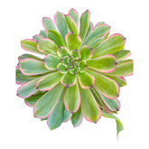 Aeonium 'Venus' Variegata