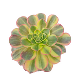 Aeonium Luoshen