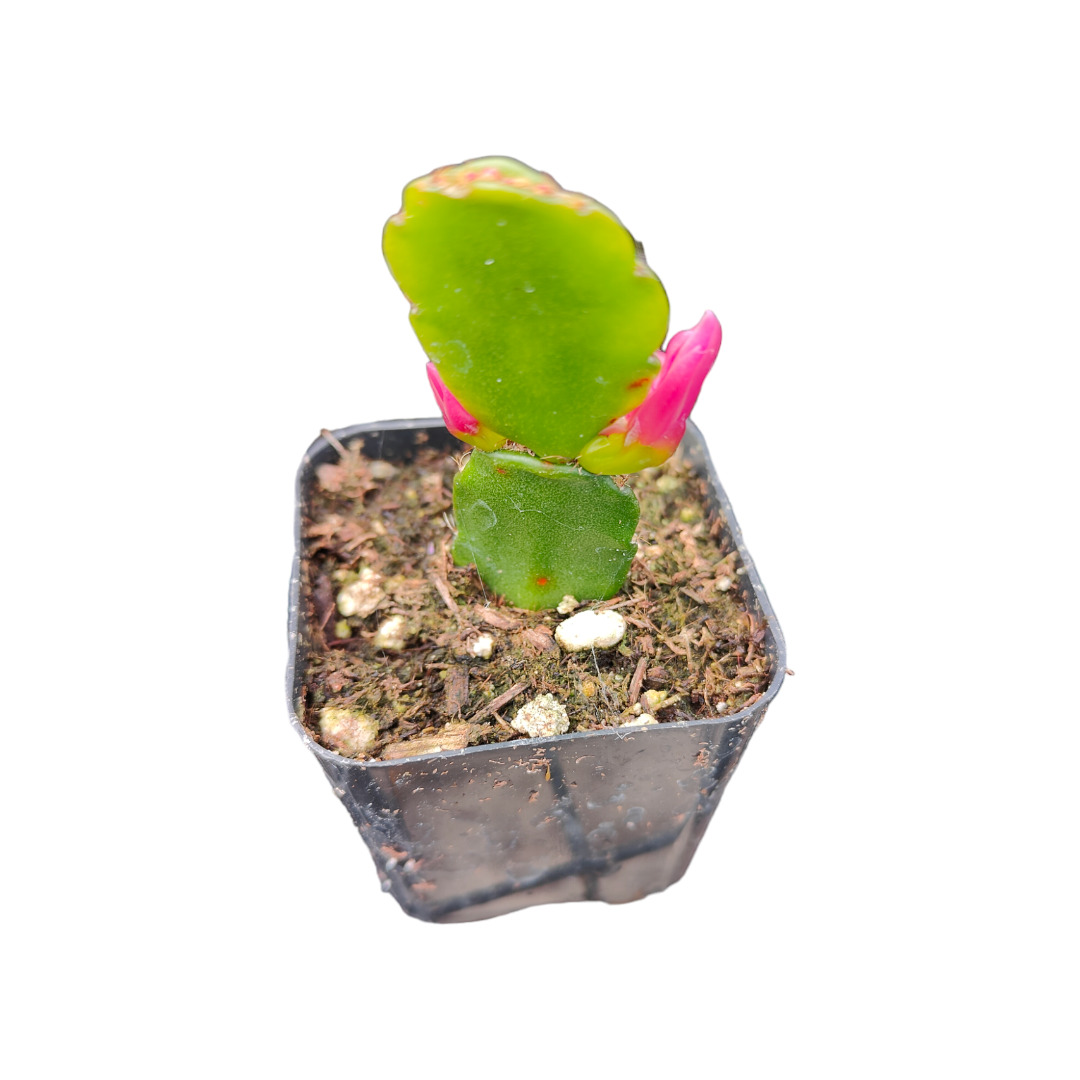 Schlumbergera gaertneri Easter Cactus