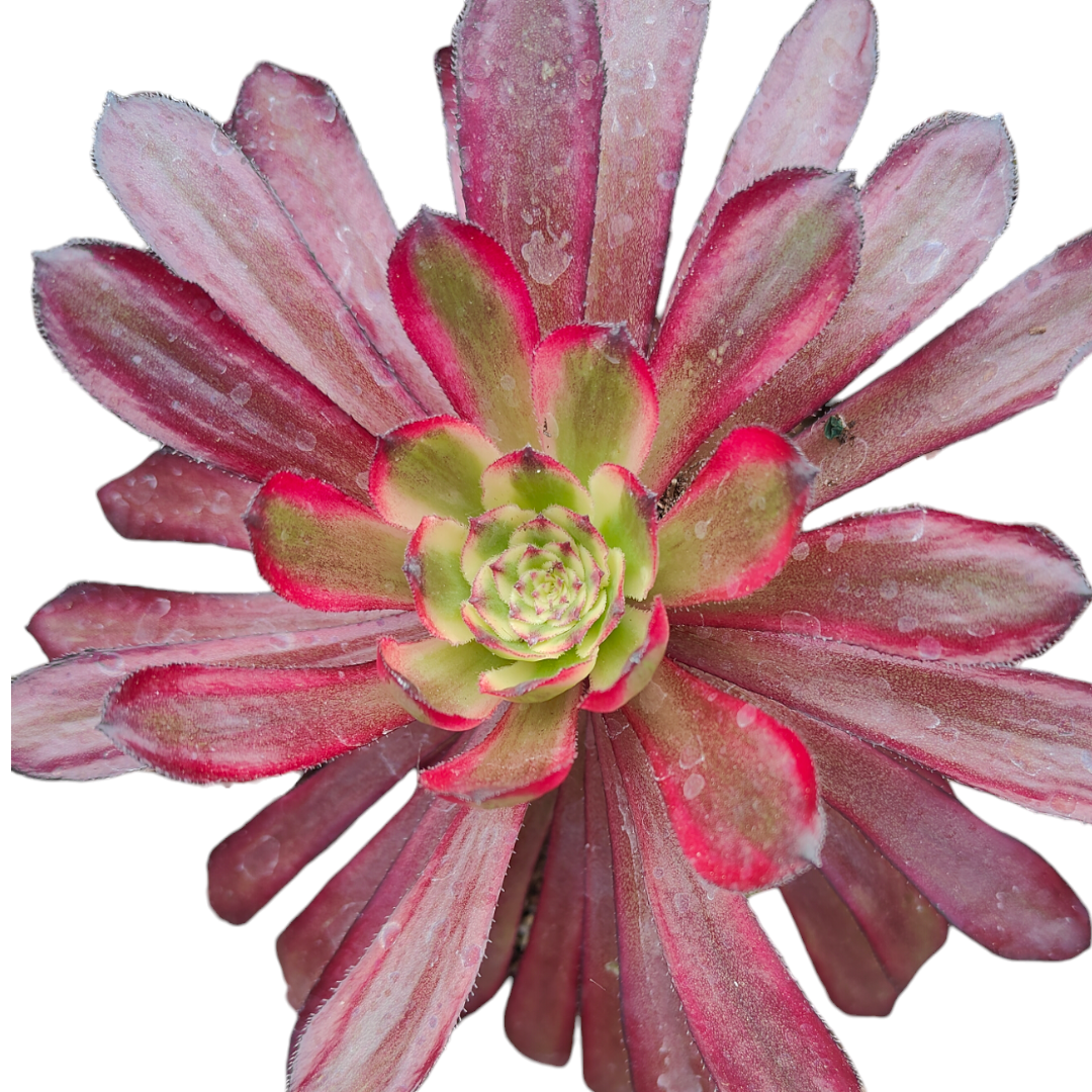 Aeonium 'Mardi Gras' - Succulents Depot