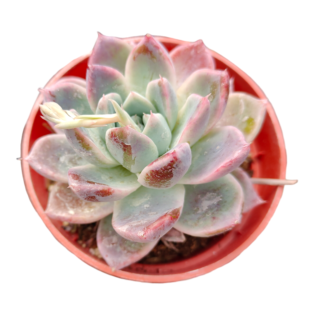 Echeveria Alba beauty