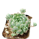 Echeveria Vincent Catto