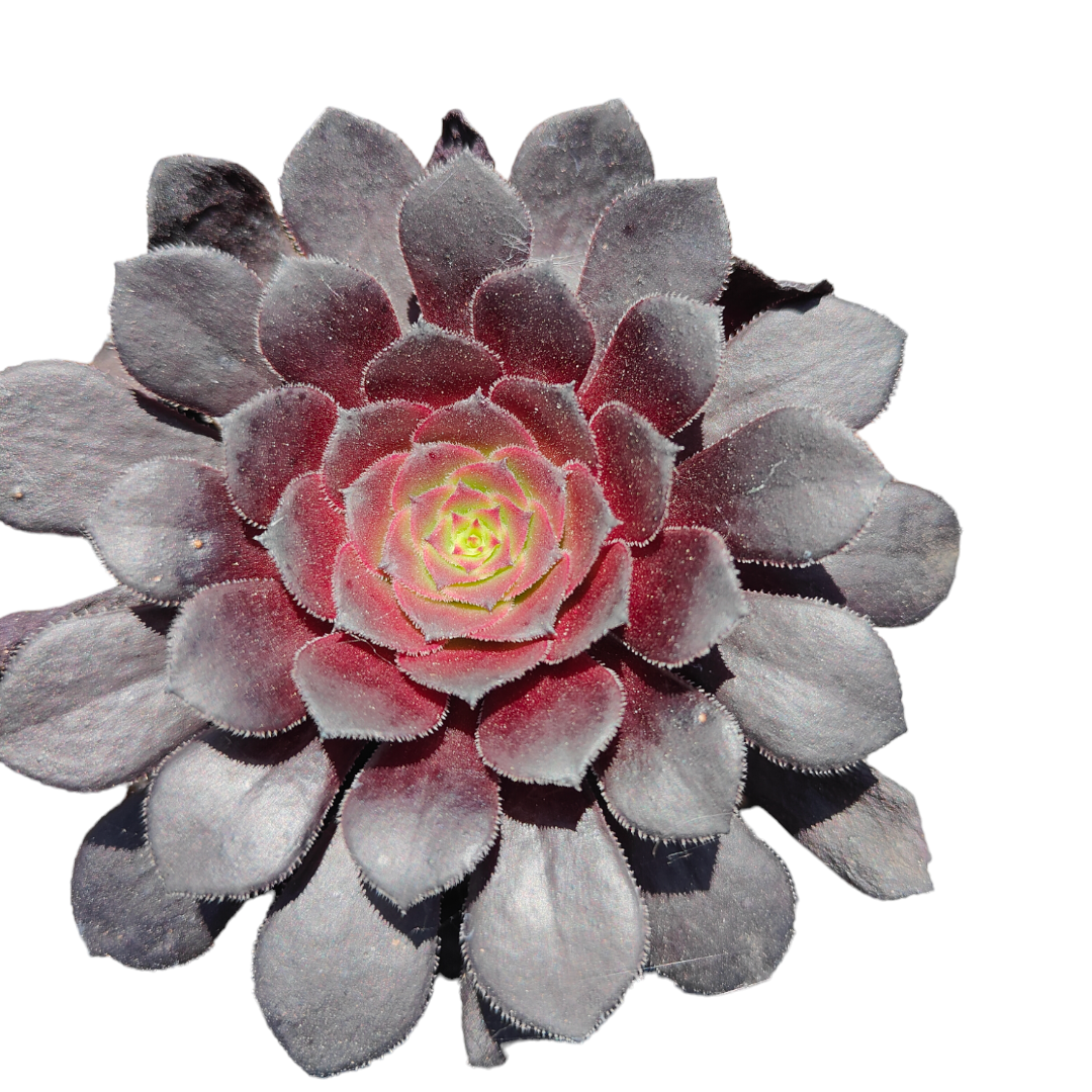 Aeonium 'Silk pinwheel'