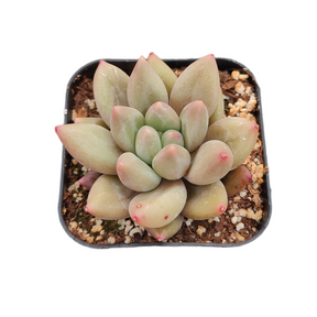 Pachyveria Red Angel's Finger