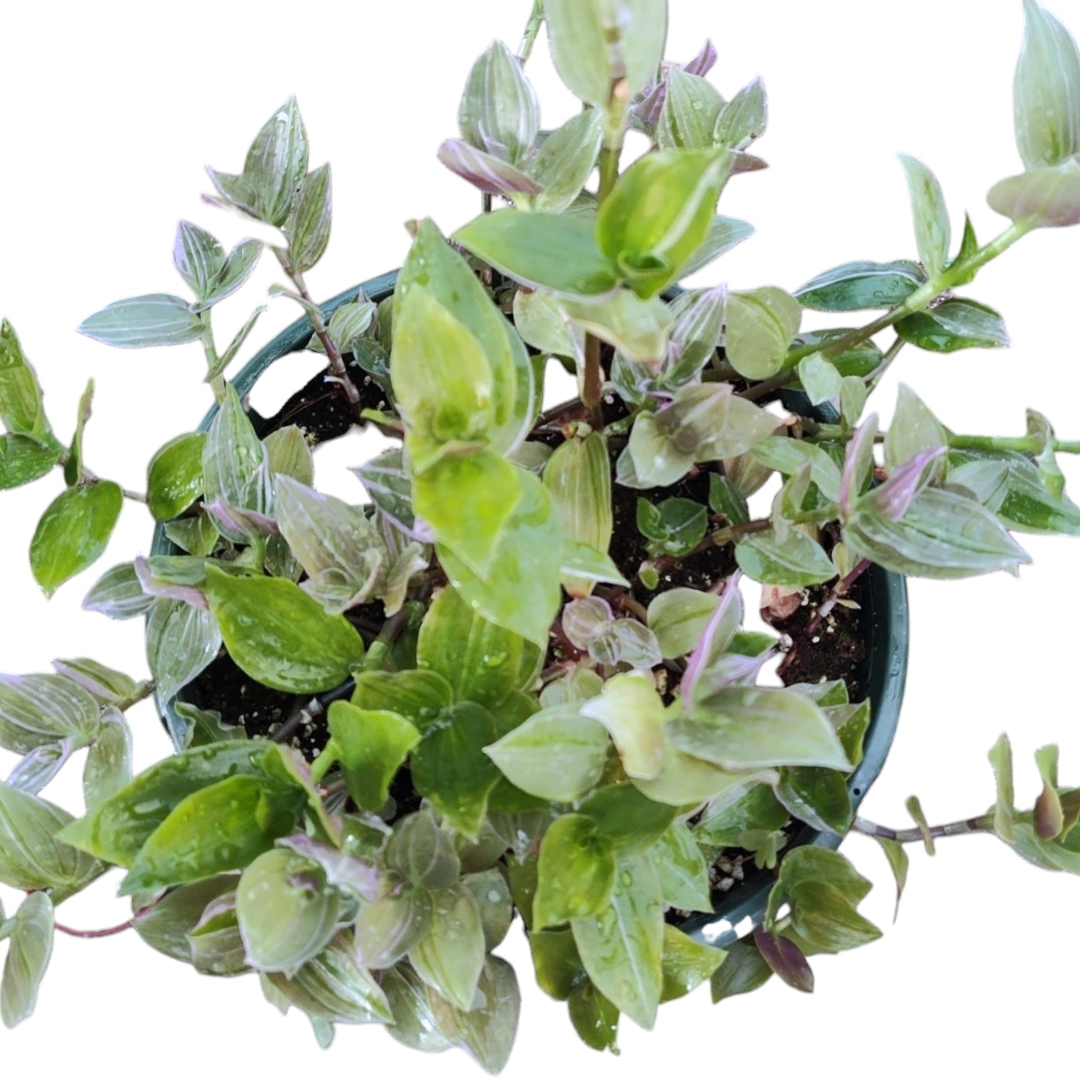 Tradescantia fluminensis 'Lavender' Variegata Wandering Dude