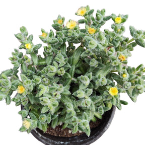 Delosperma echinatum - Pickle Plant