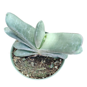 Gasteria glomerata - Ox Tongue