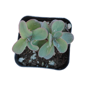 Sedum Marina - Succulents Depot