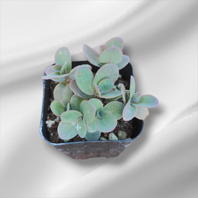 Sedum Marina - Succulents Depot