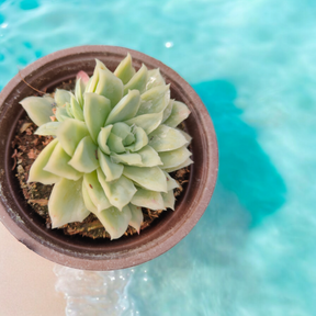 Echeveria Rose queen