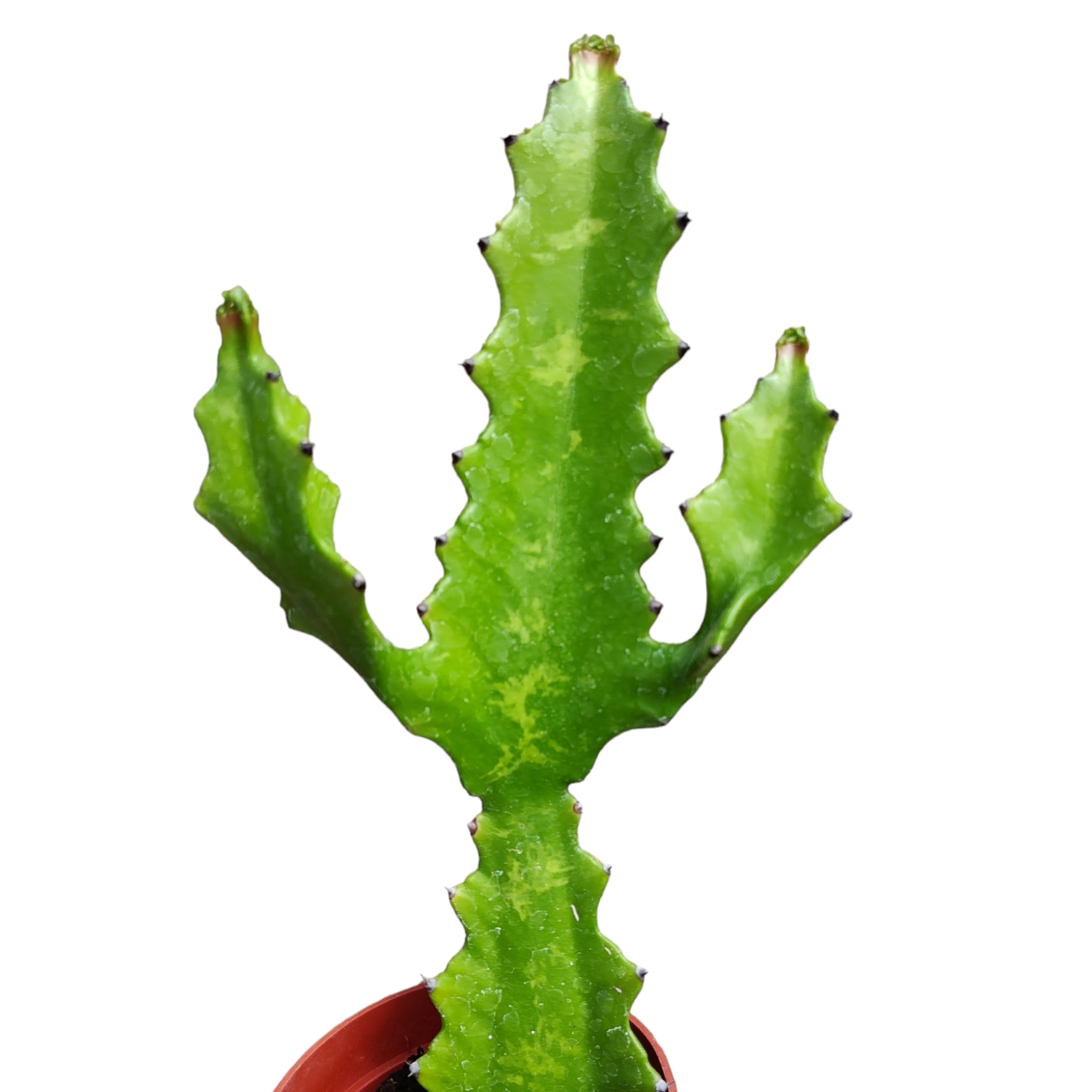 Euphorbia lactea crestata, crested dragon bones, uncommon store succulent