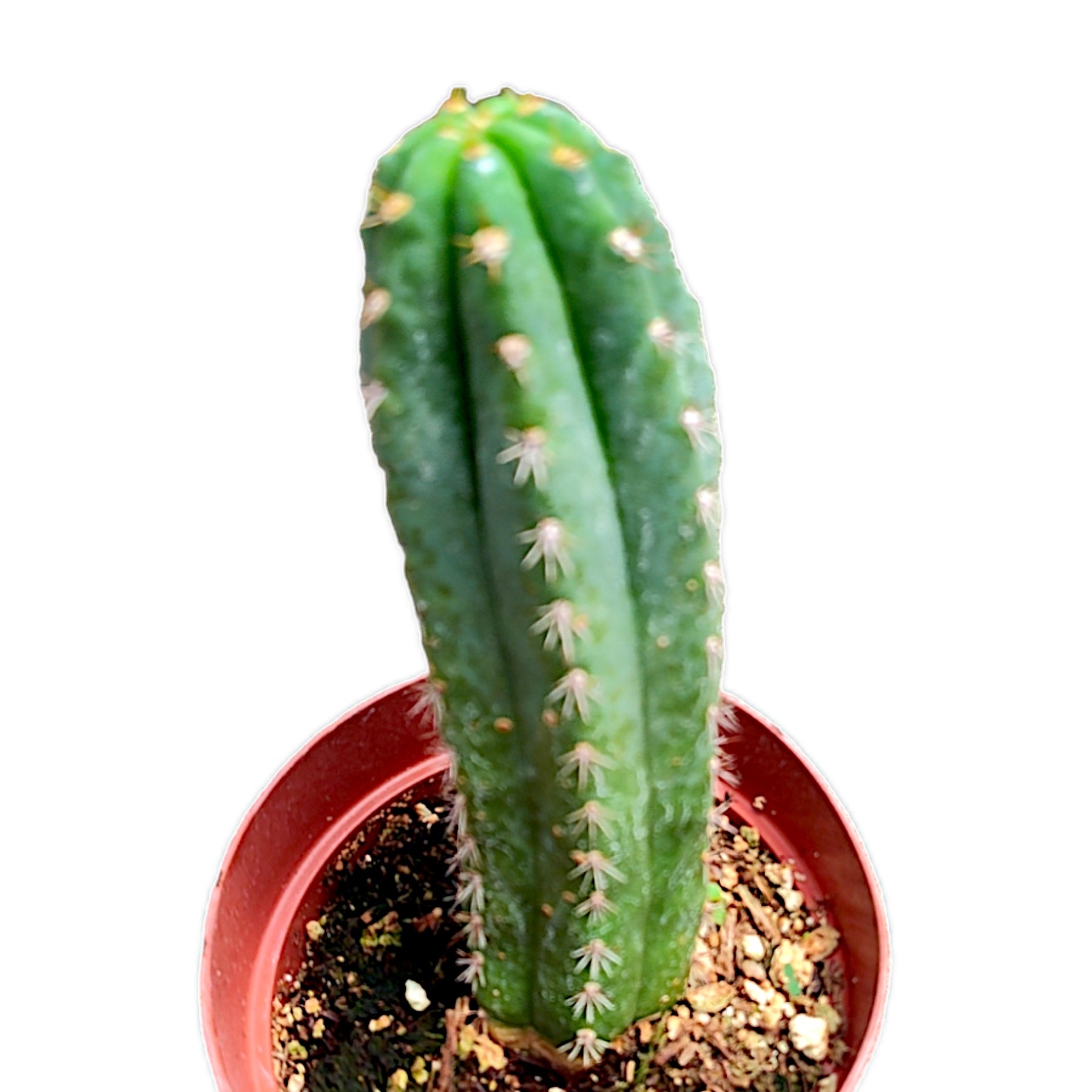 Echinopsis peruviana