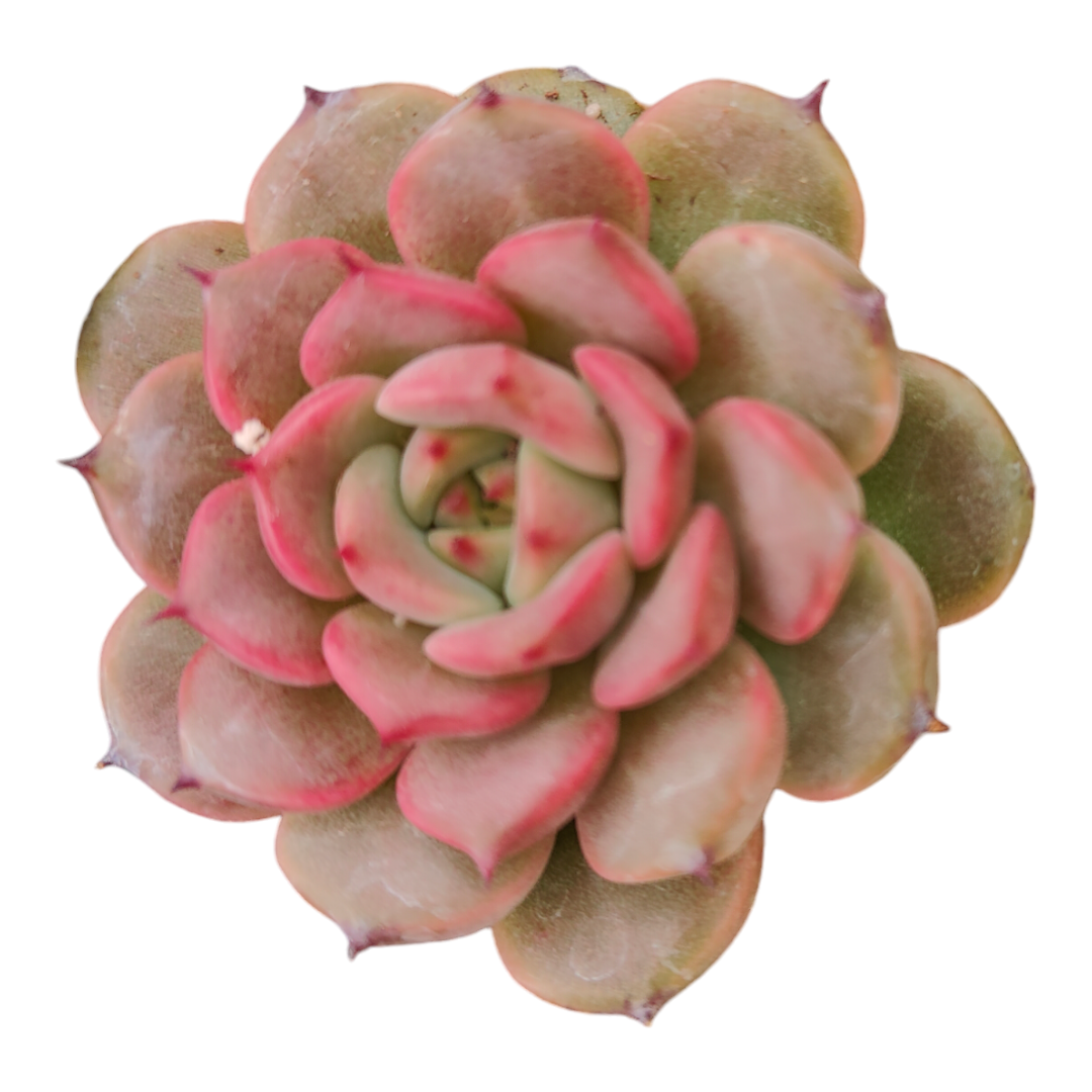 Echeveria 'Moonlight Jenny'