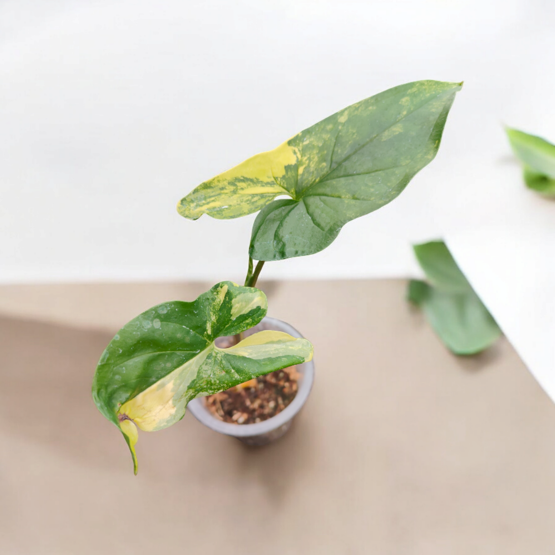 Syngonium podophyllum 'Aurea' Variegated