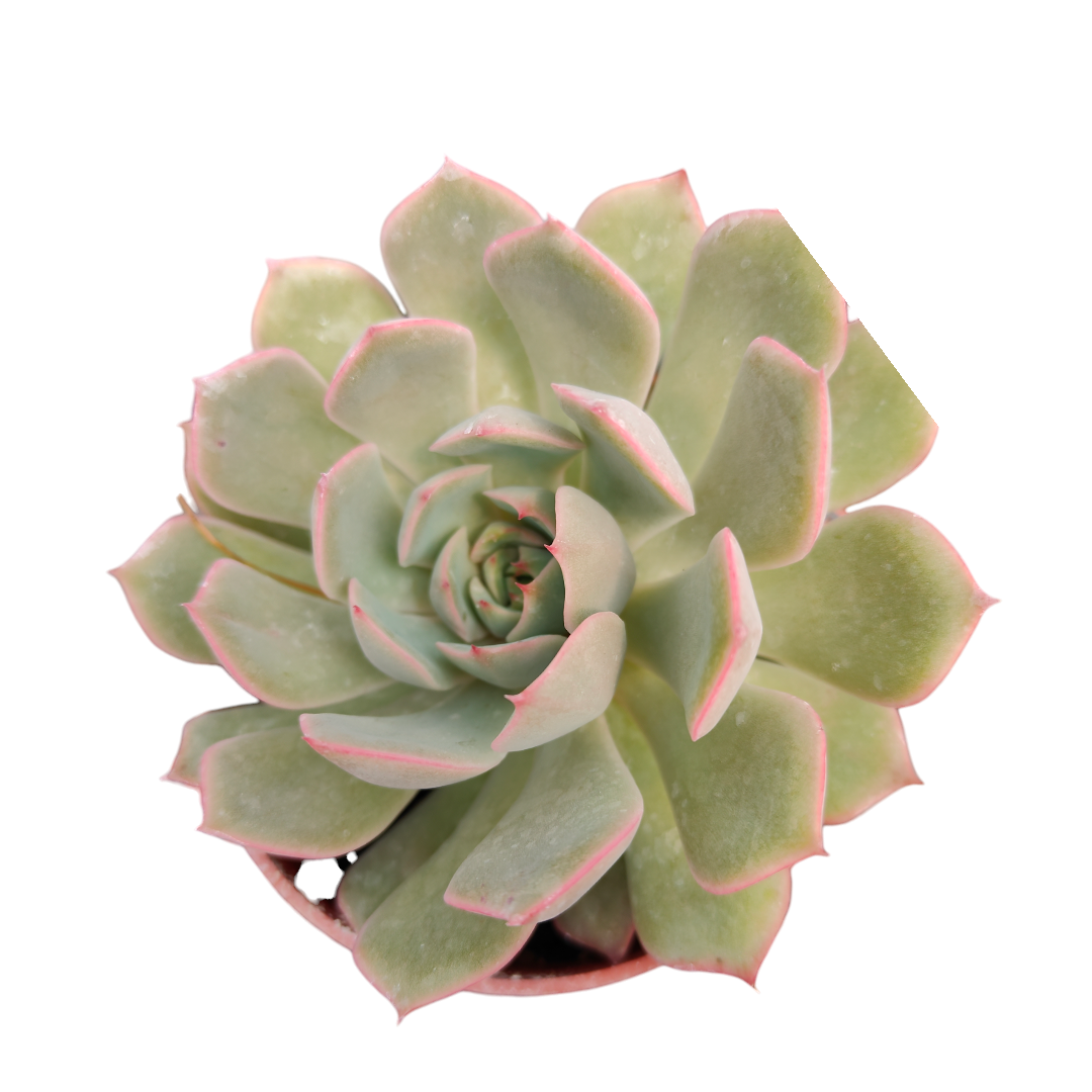 Echeveria mexensis